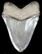 Serrated, Fossil Megalodon Tooth - Georgia #47214-2